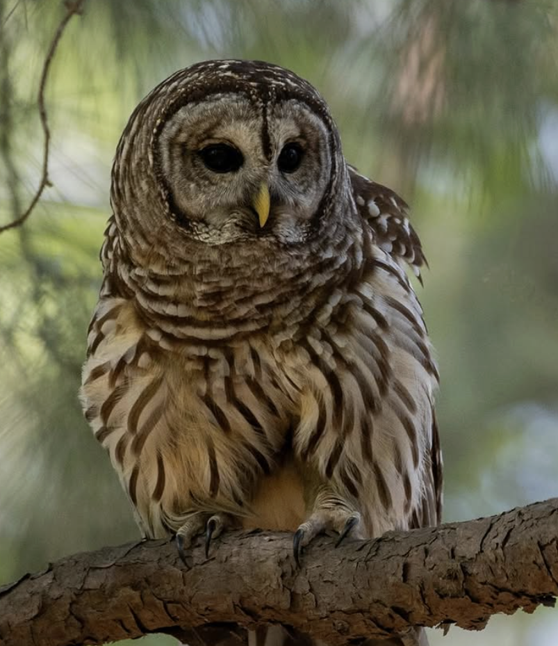 Barred Owl photographed in the wild
